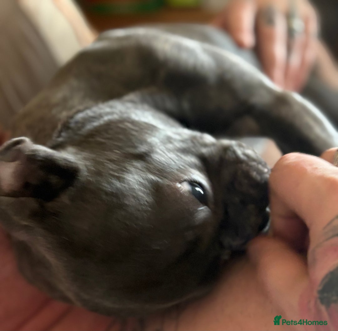 French Bulldog dogs for sale: Blue French bulldog bitch  - Advert 5