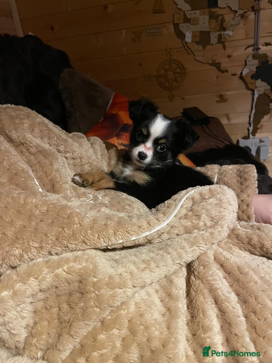 Chihuahua dogs for sale: Chihuahua long-haired female  - Advert 5