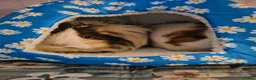 Guinea Pig rodents for sale: 4 Female Guinea pigs  - Advert 10