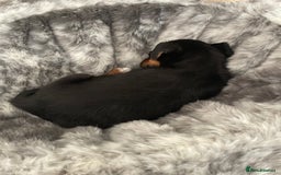 Jack Russell dogs for sale: 10 week old female Jack Russell pup - Image 6