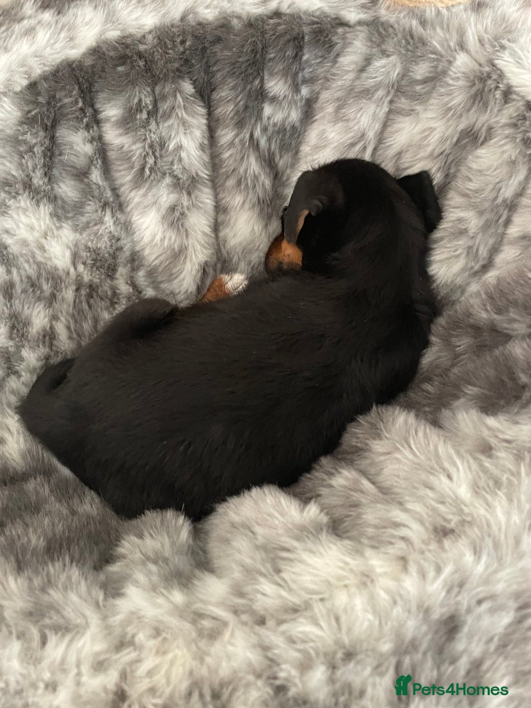 Jack Russell dogs for sale: 10 week old female Jack Russell pup - Image 6