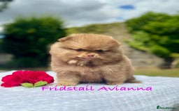 Pomeranian dogs for stud: 1.8kg Tiny Choco Carry Tan Blue Lilac DNA tested in Rotherham - Image 35