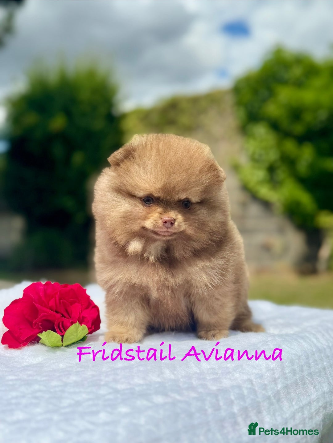 Pomeranian dogs for stud: 1.8kg Tiny Choco Carry Tan Blue Lilac DNA tested in Rotherham - Image 35