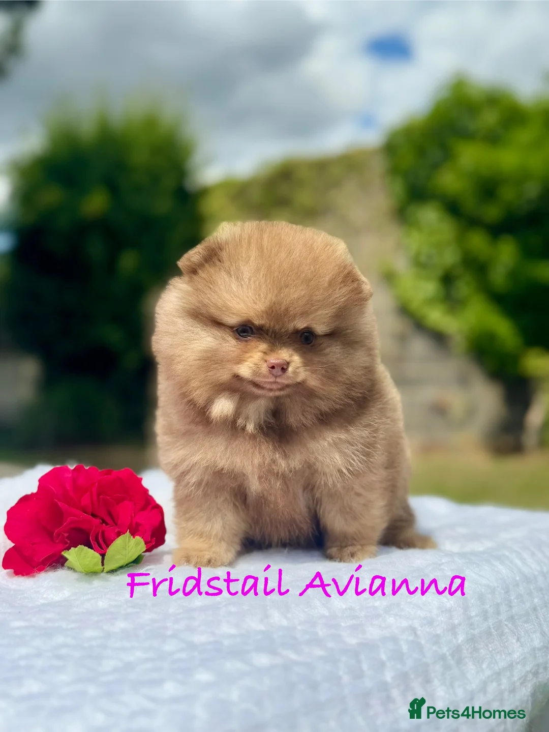 Pomeranian dogs for stud: 1.8kg Tiny Choco Carry Tan Blue Lilac DNA tested in Rotherham - Advert 38