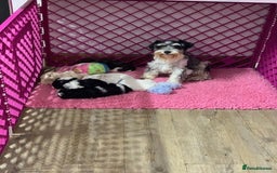 Miniature Schnauzer dogs for sale: 5* LICENSED KC MINI (TOY) SCHNAUZER LITTER - Advert 4