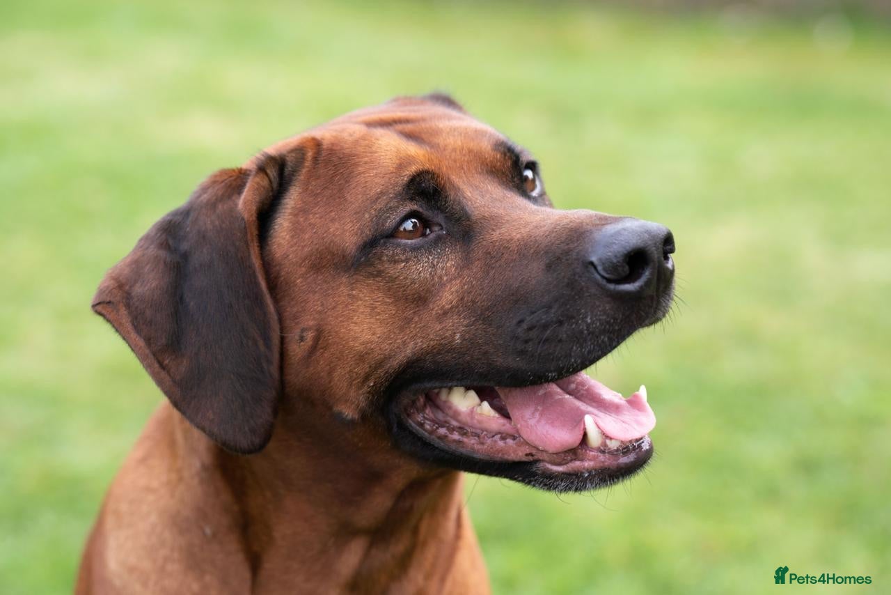 Rhodesian Ridgeback dogs Rhodesian Ridgeback Puppies Full European Pedigree - Advert 2