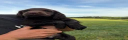 Cocker Spaniel dogs for sale: Working cocker spaniels  - Advert 6