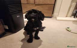 Cockapoo dogs for sale: 1 year old male cockapoo - Advert 3
