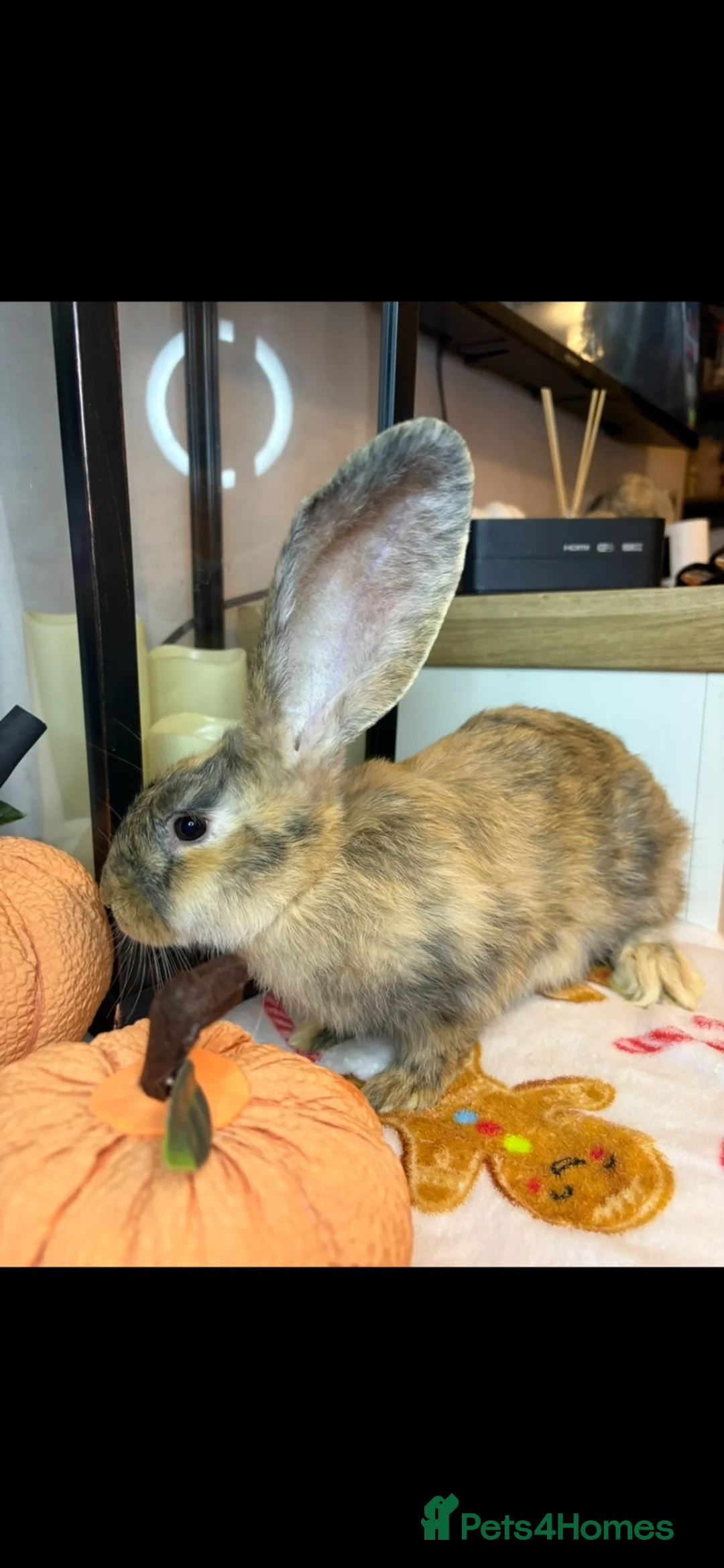 Continental Giant rabbits for sale: Stunning continental giant baby bunny rabbits - Advert 40