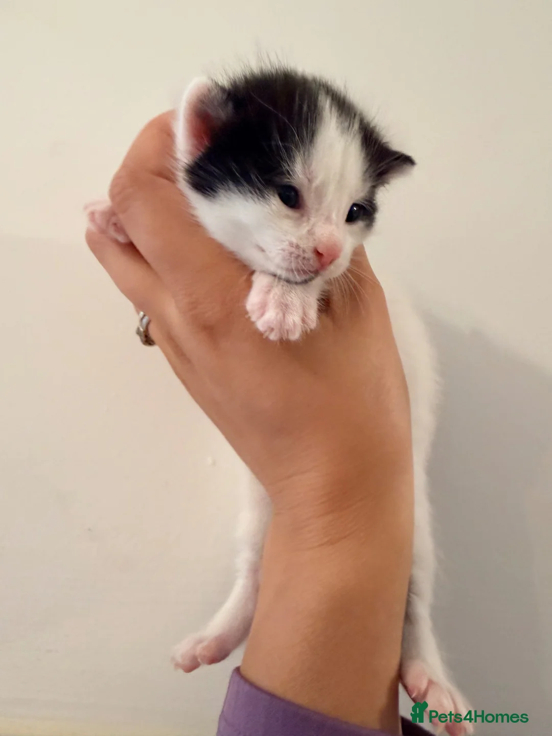 Mixed Breed cats for sale: Family home raised kittens  - Advert 2
