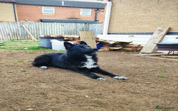 Shepsky dogs for sale: Nyxie - Image 5