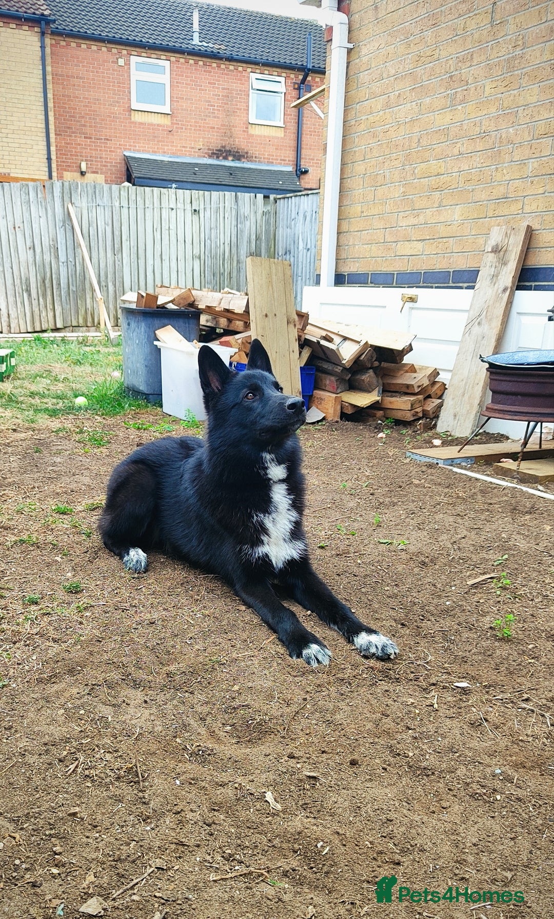 Shepsky dogs for sale: Nyxie - Image 5