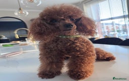 Toy Poodle dogs for stud: Proven KC REGISTERED TOY POODLE HEALTH TESTED - Image 4
