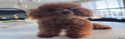 Toy Poodle dogs for stud: Proven KC REGISTERED TOY POODLE HEALTH TESTED - Advert 4