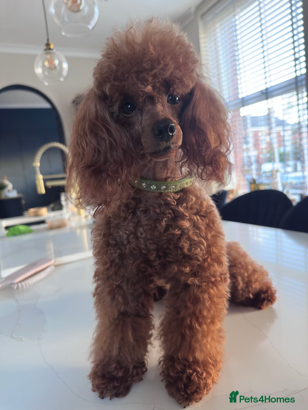 Toy Poodle dogs for stud: Proven KC REGISTERED TOY POODLE HEALTH TESTED - Image 4