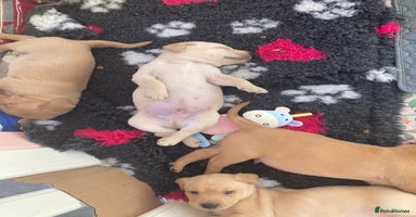 Labrador Retriever dogs 1 Yellow boy available  - Advert 4