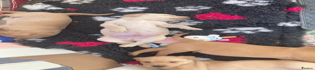 Labrador Retriever Puppy 1