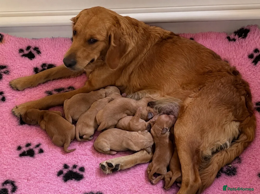 Golden Retriever dogs for sale: Fox red golden retrievers RKC registered  - Advert 1