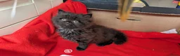 British Longhair cats for sale: Beautiful British Shorthair & Longhair Kittens 🐾 - Advert 3