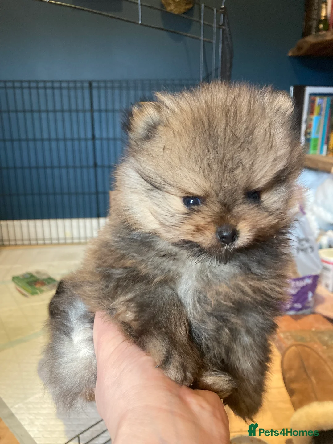 Pomeranian dogs for sale: Pomeranian puppies from champion show lines  in Guildford - Advert 4