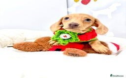 Miniature Dachshund dogs for sale: 🩷🌟Beautiful cream dapple KC Female 🌟🩷 - Advert 8