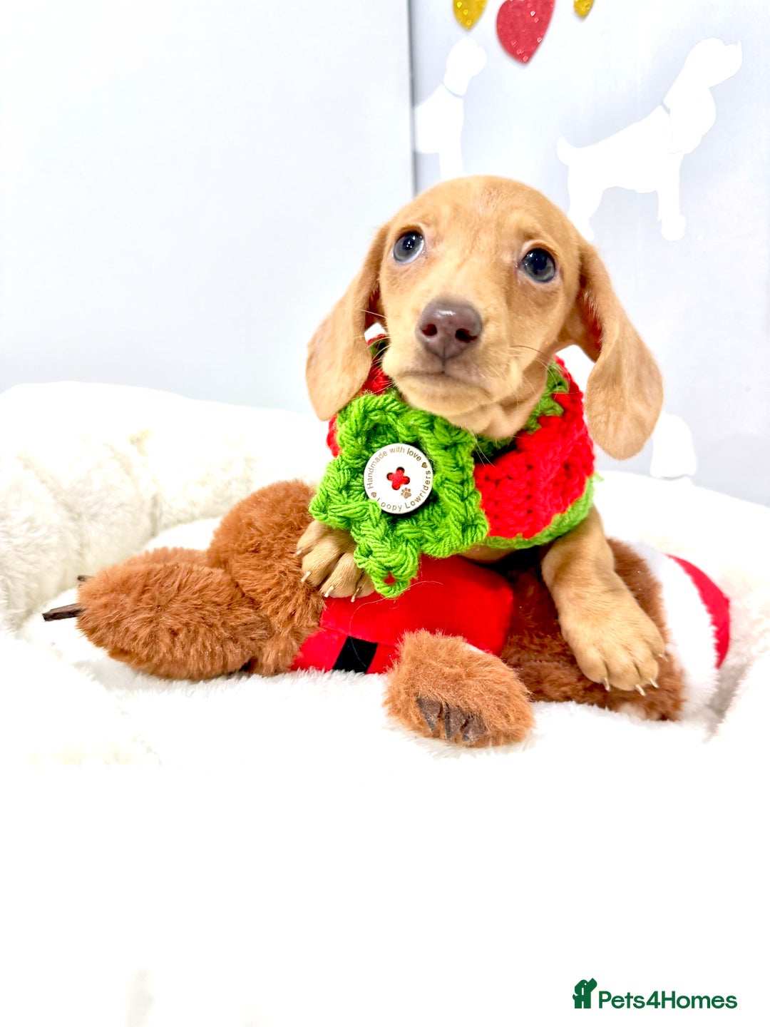 Miniature Dachshund dogs for sale: 🩷🌟Beautiful cream dapple KC Female 🌟🩷 - Advert 8