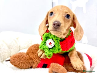 Miniature Dachshund dogs 🩷🌟Beautiful cream dapple KC Female 🌟🩷 - Advert 14