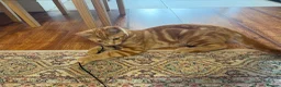 Bengal cats for sale: ginger - Advert 4