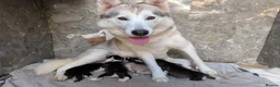 Siberian Husky dogs for sale: Beautiful Siberian Husky  - Advert 14