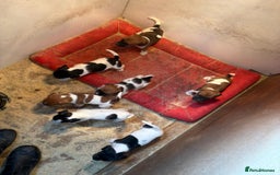 Jack Russell dogs for sale: Jack Russell puppies 5 boys left - Image 4