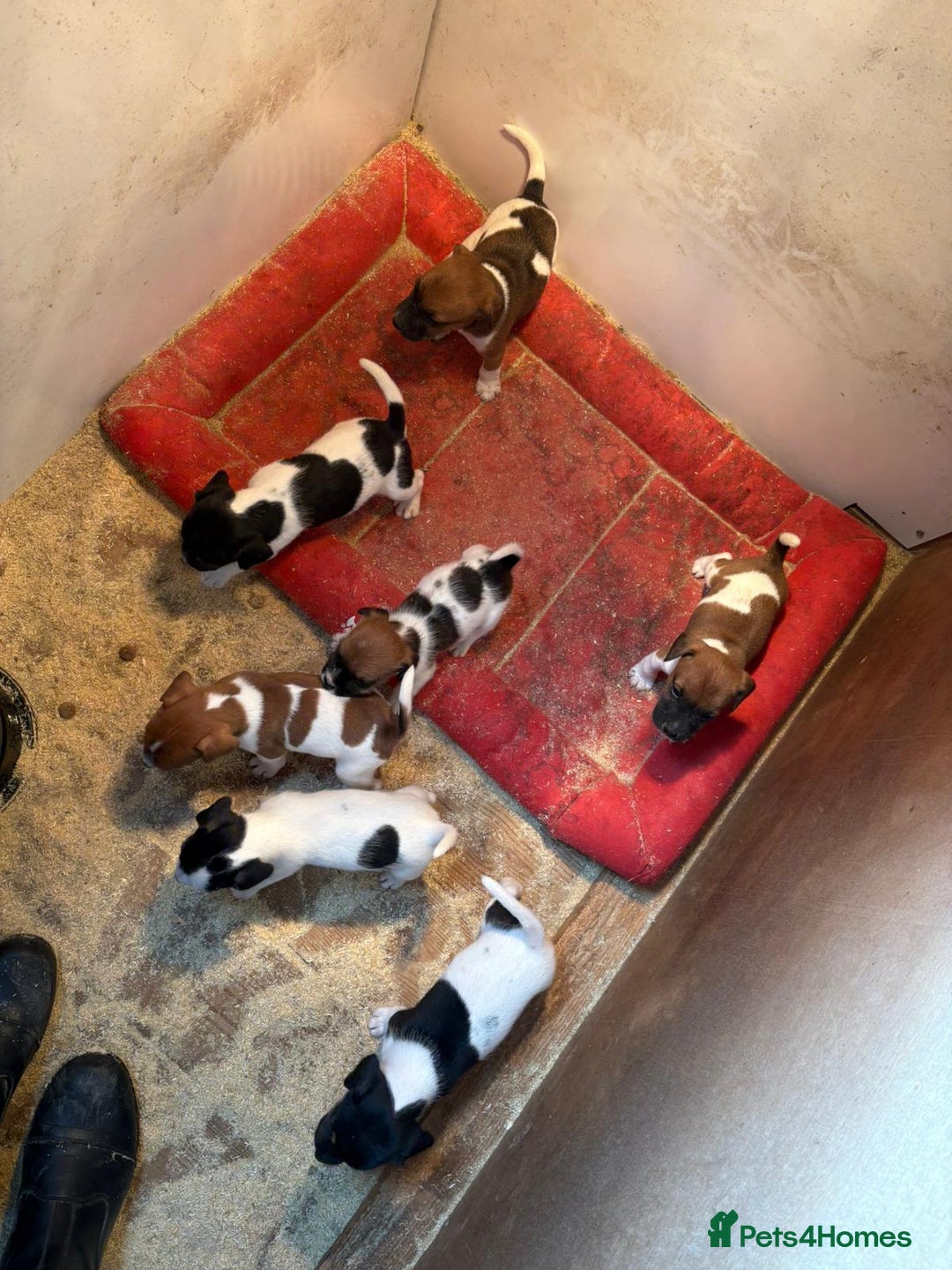Jack Russell dogs for sale: Jack Russell puppies 5 boys left - Image 4