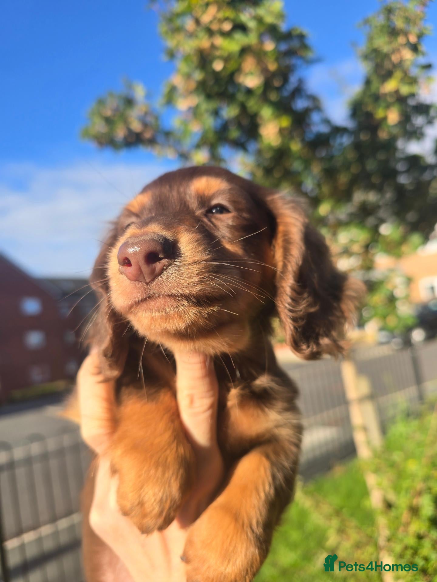 Miniature Dachshund dogs 2 Boys 💙💙9 weeks+4days today,collection any time - Advert 13