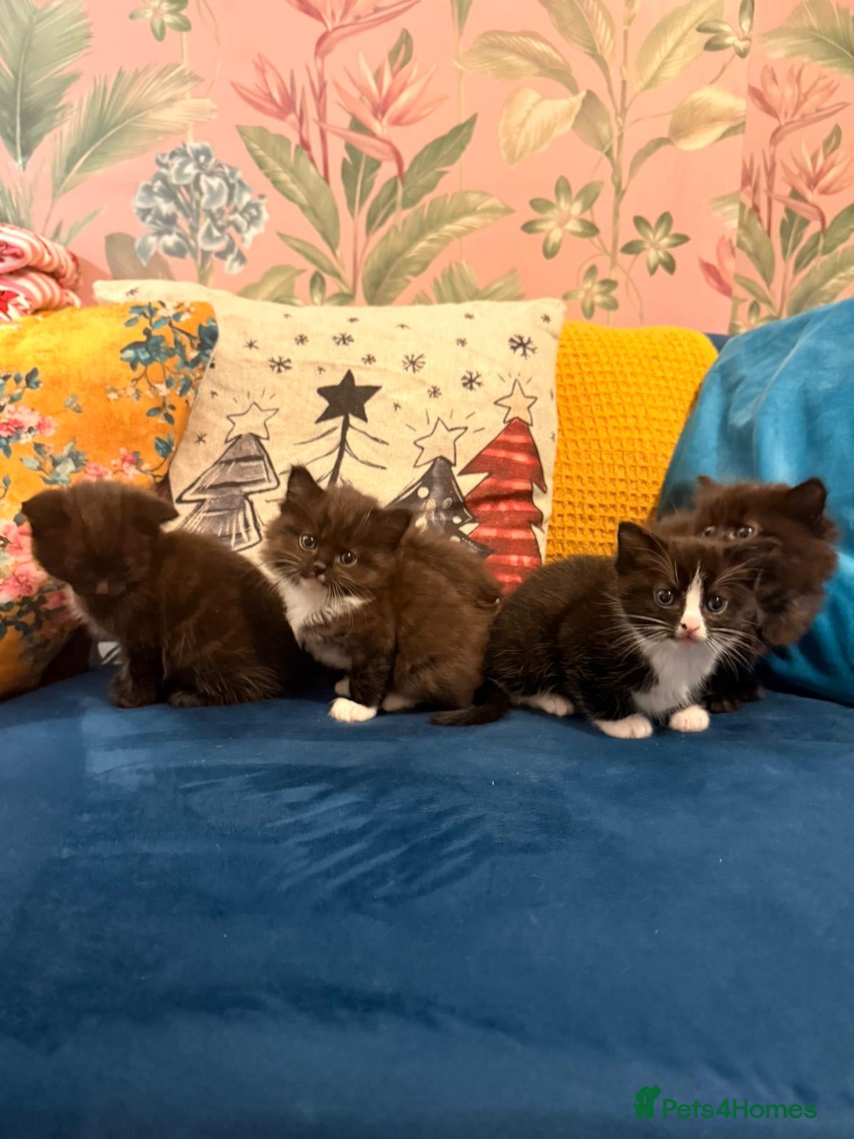 Mixed Breed cats 4 Beautiful 1\4 ragdoll kittens  - Advert 16