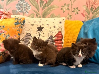 Mixed Breed cats 4 Beautiful 1\4 ragdoll kittens - Advert 3