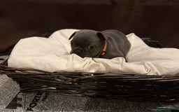 French Bulldog dogs for sale: 7 beautiful French bulldog puppies for sale - Image 14