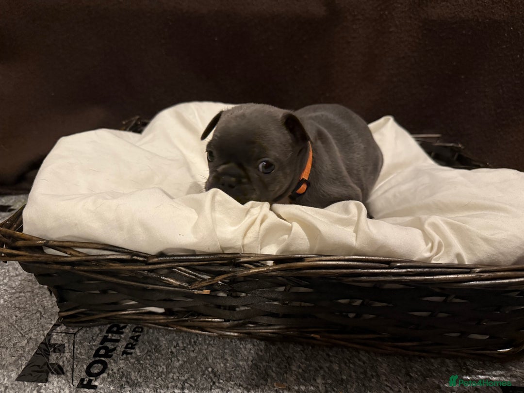 French Bulldog dogs for sale: 7 beautiful French bulldog puppies for sale - Image 14