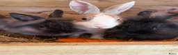 Mixed Breed rabbits for sale: Rabbits - Advert 19