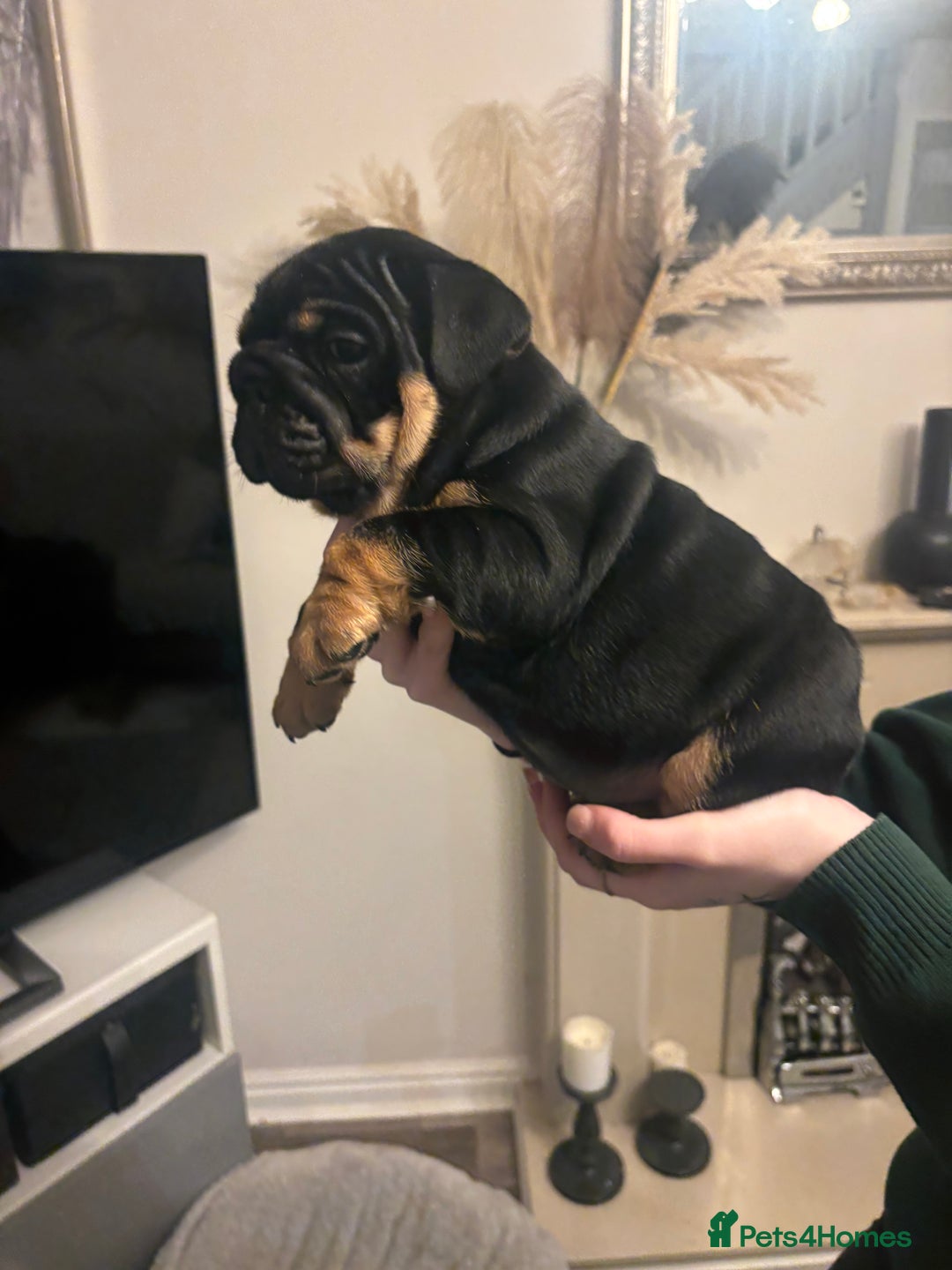 English Bulldog dogs for sale: Amazing quality British bulldog pups  - Advert 15