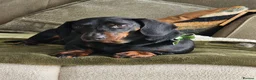 Dachshund dogs for sale: 4 year old spayed standard dachshund  - Advert 16
