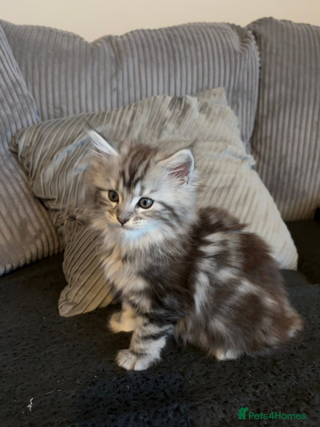 Maine Coon cats for sale: Beautiful female Maine coon ready 15/12/2025 - Image 11