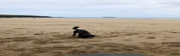Cockapoo dogs for sale: Beautiful 6-year old female Cockapoo - Advert 4