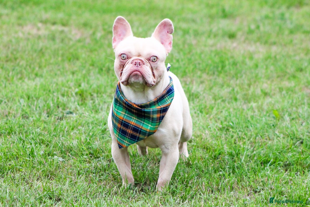 French Bulldog dogs for sale: Ebou x from highly tested Parents - Image 2