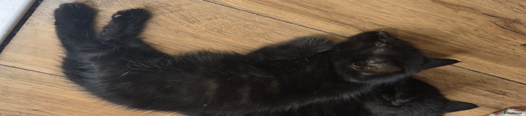 British Shorthair Kitten 3