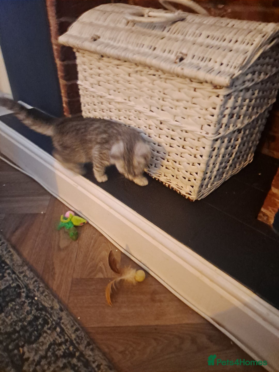 Bengal cats for sale: Beautiful bengal x persian kittens - Advert 7