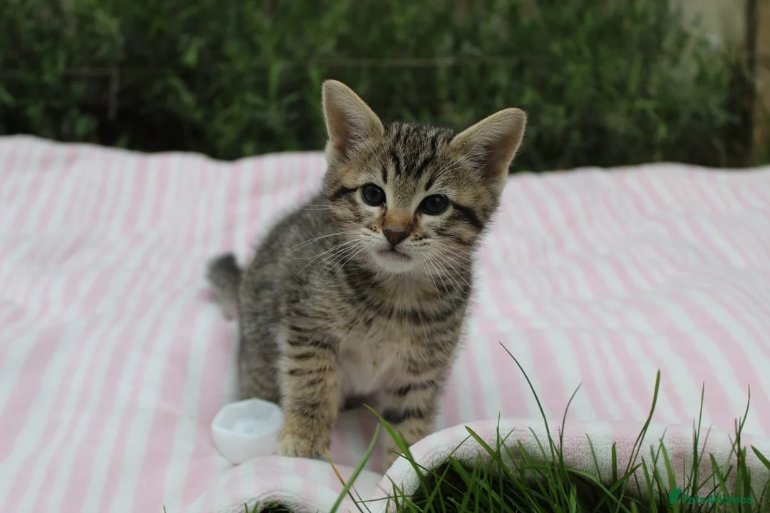 Savannah cats for sale: Highly Spotted F7 Savannah kittens - Advert 2