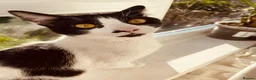 British Shorthair cats for sale: Dyson, a lovely cat for sale to a good home in Cramlington - Advert 2