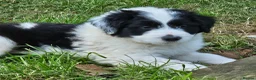 Bordoodle dogs for sale: Handsome doodle boy pups - Advert 9