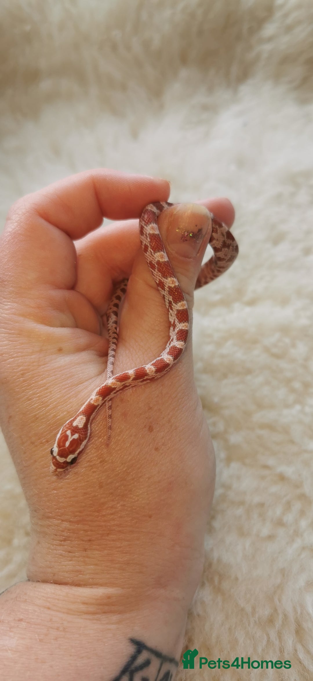 Corn Snake reptiles for sale: Baby corn snakes - Image 18