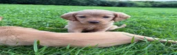 Labradoodle dogs for sale: Miniature labradoodles  - Advert 3