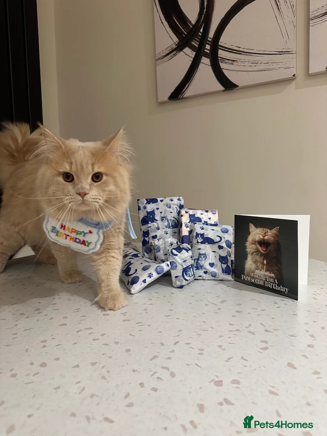 Mixed Breed cats for sale: British Short Hair x Maine Coone in Stoke-on-Trent - Advert 6